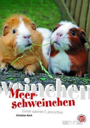 Meerschweinchen